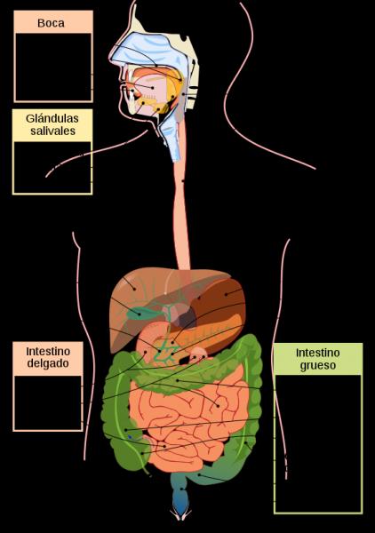 Slideshow: SISTEMA DIGESTIVO (biología - sistema digestivo)