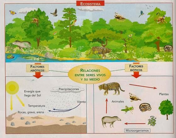 Print Crossword Puzzle: ecosistemas (biología - animales)