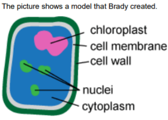 Quiz: Plant vs Animal cells - Practice Quiz () Quiz: Plant vs Animal cells - Practice Quiz ()