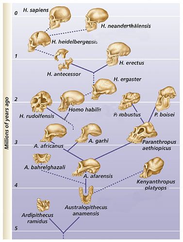 Eboluzioa ez zen lineala izan