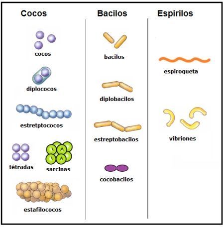 Print Crossword Puzzle: Clasificación Bacterias ()