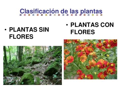 Imprimer Test: Las Plantas (biología - crucigrama - relaciona las columnas - test seleccion multiple) Imprimer Test: Las Plantas (biología - crucigrama - relaciona las columnas - test seleccion multiple)