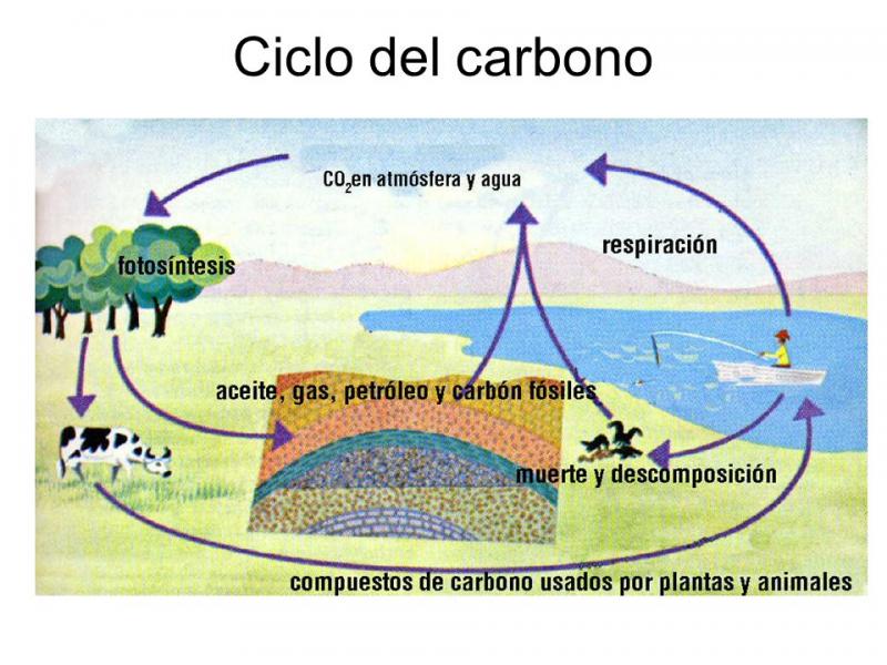 esquema del ciclo del carbono