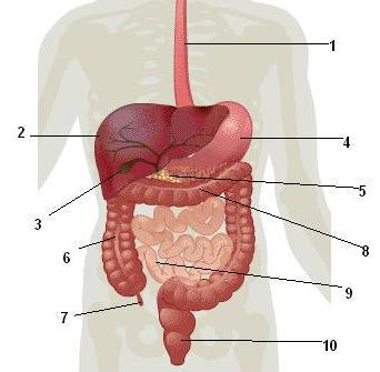 Partes del aparato digestivo 