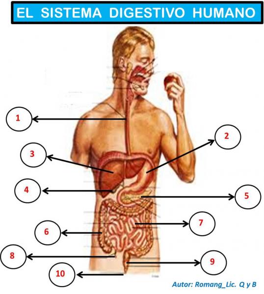 aparato digestivo humano