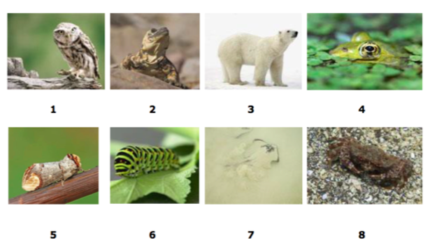 gemakkelijk blozen Motivatie Print Quiz: Camouflage (camouflage)