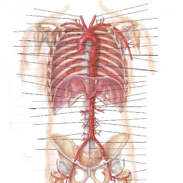 Кровоснабжение стенок туловища и диафрагмы