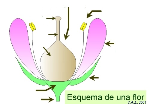 Imprimer Carte Interactive: 19-Partes de la flor (flor - reproducción vegetal) Imprimer Carte Interactive: 19-Partes de la flor (flor - reproducción vegetal)