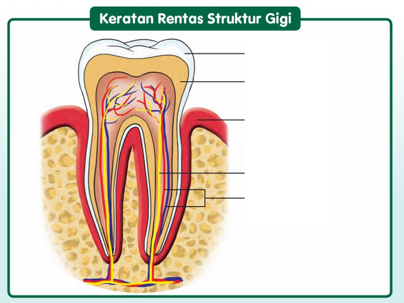 Map Quiz: Struktur Gigi 2 (sains - gigi)