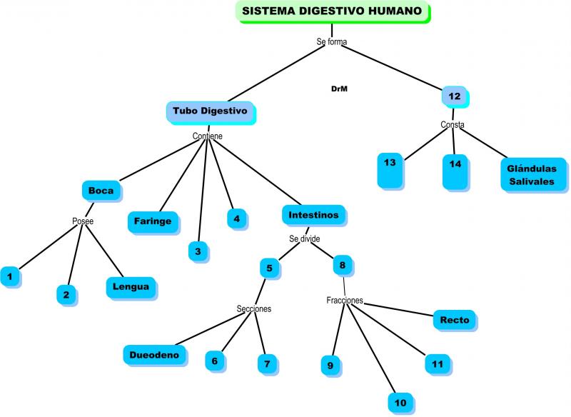 Map Quiz: SISTEMA DIGESTIVO HUMANO (biología - 7º - Secundaria - drm -  disgestivo - humano)