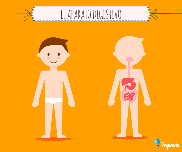 Slideshow: conociendo mi sis digestivo. (biología - sistema digestivo) Slideshow: conociendo mi sis digestivo. (biología - sistema digestivo)