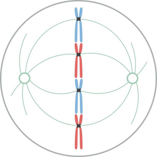 Print Crossword Puzzle: Mitosis y Meiosis (biología - mitosis y meiosis)
