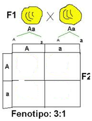 Quiz: LEYES DE MENDEL Y GENÉTICA ()