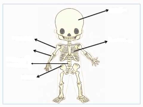 Print Map Quiz: Los Huesos del Cuerpo Humano (biología - 3º - Aprendizajes medios - huesos del esqueleto) Print Map Quiz: Los Huesos del Cuerpo Humano (biología - 3º - Aprendizajes medios - huesos del esqueleto)