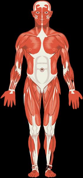 Print Crossword Puzzle: SISTEMA LOCOMOTOR (biología - sistema muscular ...