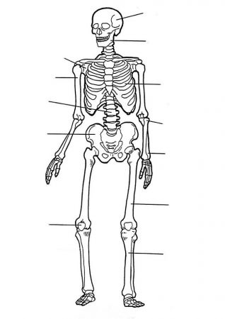 architect Conform Minder Print Map Quiz: Het skelet van de mens ()