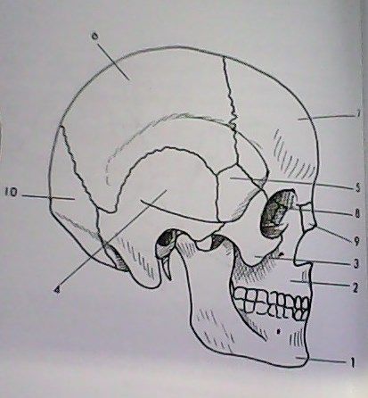 Mapa Interactivo: CABEZA-CARA HUESOS VISTA LAT. () Mapa Interactivo: CABEZA-CARA HUESOS VISTA LAT. ()