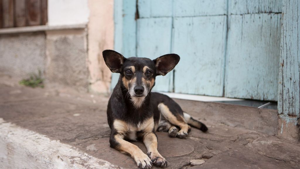 Print Froggy Jumps: Causas Y Consecuencias Del Abandono De Los Perros ...