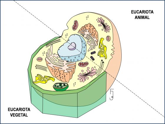 Print Map Quiz: La célula eucariota () Print Map Quiz: La célula eucariota ()