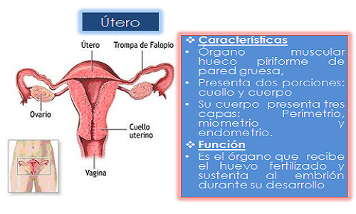 Confundir Fructífero Cromático Anatomia Y Fisiologia Del Utero Cabaña Ingenieria Boicotear 2538