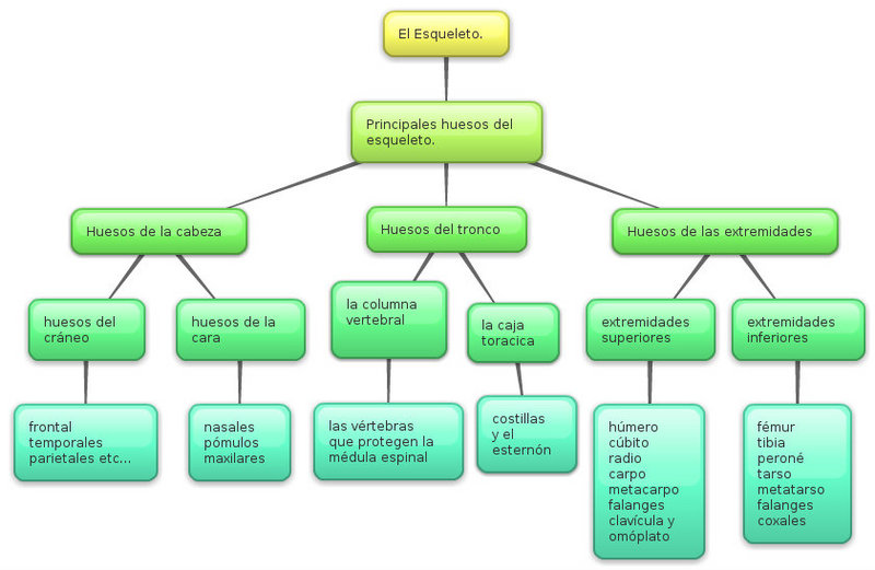 Presentación: OSTEOLOGIA. Generalidades. Esq (biología)