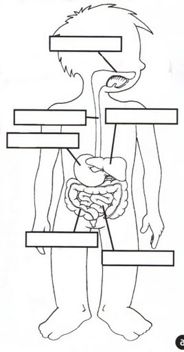 Imprimir Mapa Interactivo: sistema digestivo (biología) Imprimir Mapa Interactivo: sistema digestivo (biología)
