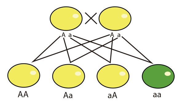 Test: PREGUNTAS LEYES DE MENDEL (biología)