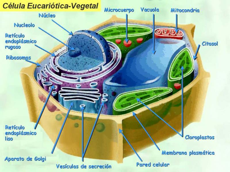Slideshow: Las células del cuerpo humano (biología) Slideshow: Las células del cuerpo humano (biología)