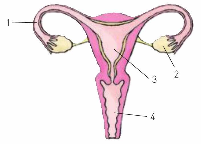 aparato reproductor femenino dibujo