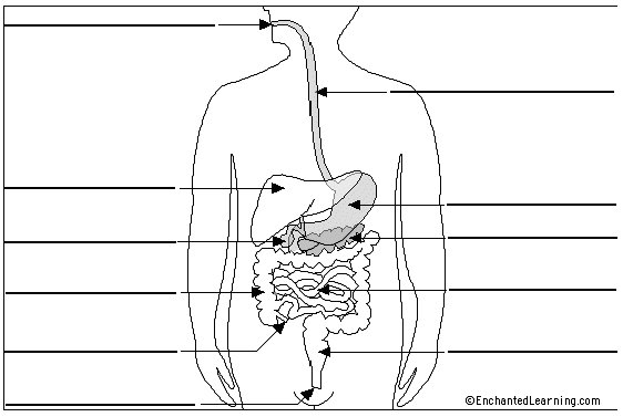 Imprimir Mapa Interactivo: SISTEMA DIGESTIVO (biología - sistema digestivo) Imprimir Mapa Interactivo: SISTEMA DIGESTIVO (biología - sistema digestivo)